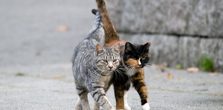 В Краснодаре живодер сжег двух кошек местной жительницы