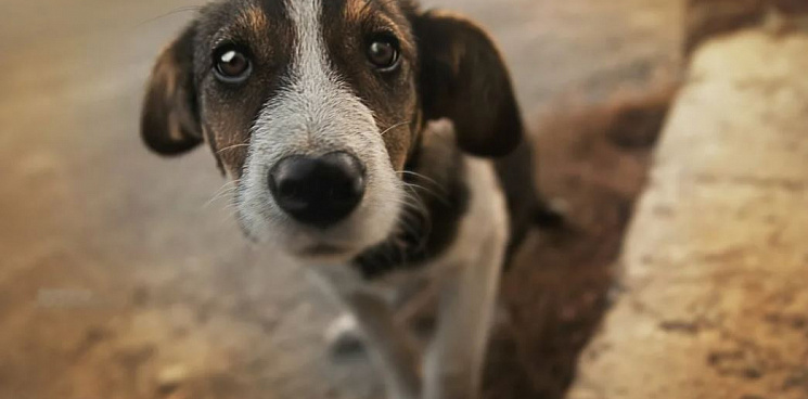 В КубГУ назвали клеветой отстрел собак на своей территории