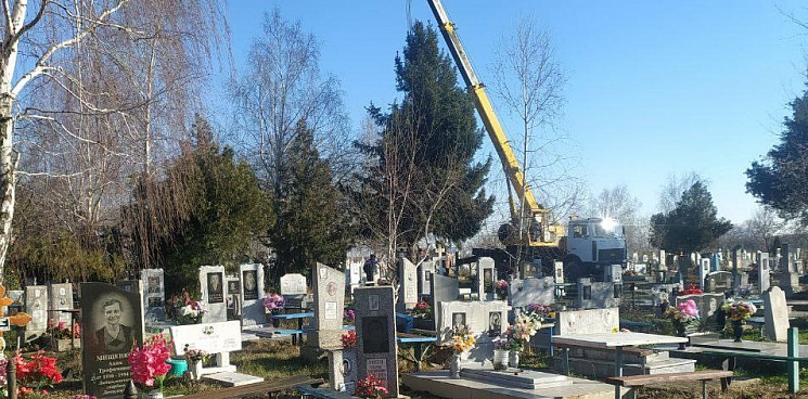 На Кубани ёлку с кладбища не будут устанавливать около роддома