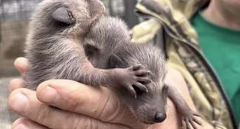 У енотов, спасенных из Херсонского зоопарка, в Крыму появились малыши – ВИДЕО 