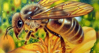 «Тотальное уничтожение пчелосемей!» В Брюховецком районе химическая обработка овощей привела к истреблению пчёл - ВИДЕО