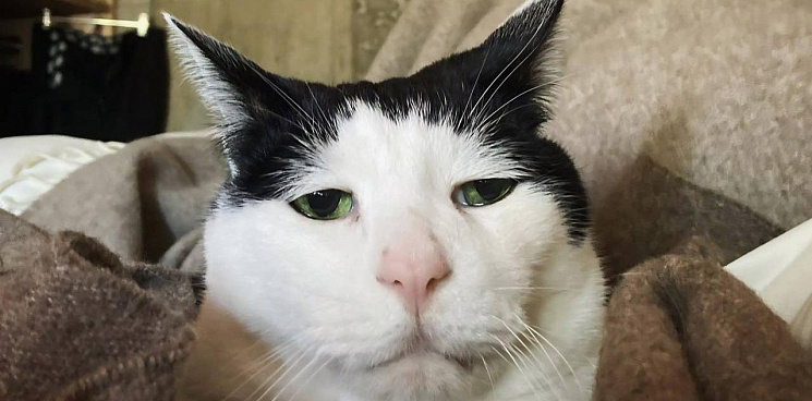 «Самый грустный кот в мире» живёт в Японии: 13-летний кот Панчо прославился из-за печальной мордашки