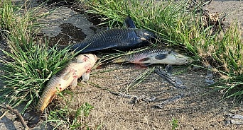 Россельхознадзор назвал причины массовой гибели рыб в Карасунских озерах