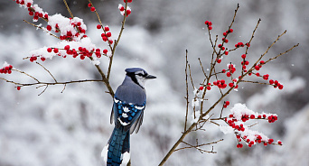Краснодарский край 13 января завалит снегом, похолодает до -9 градусов