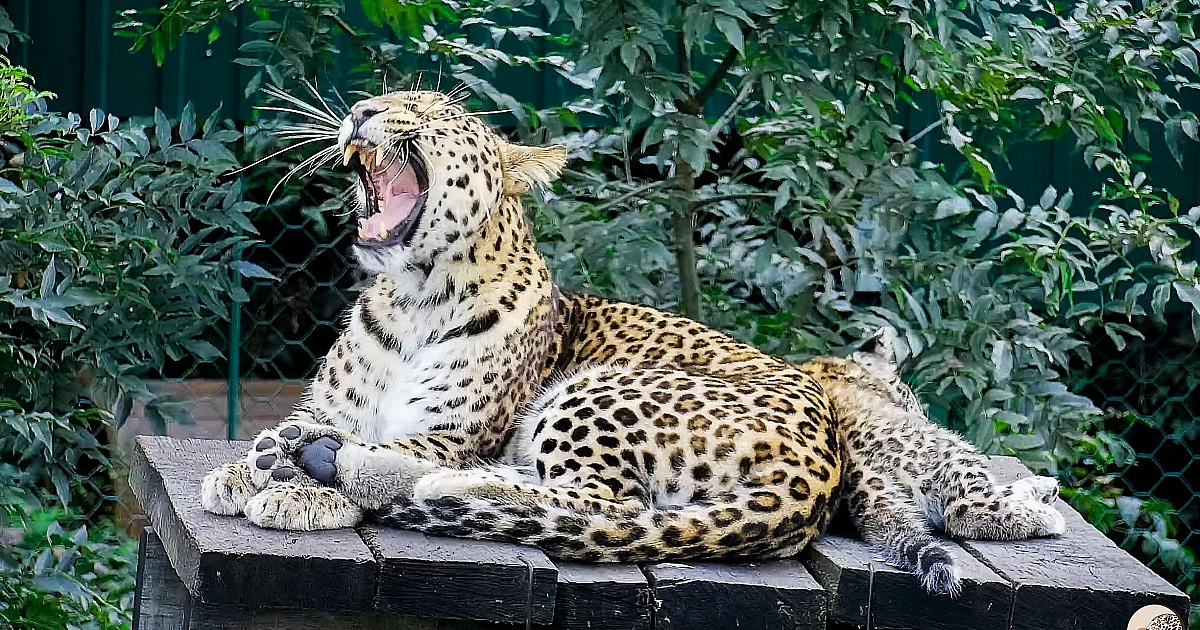Центр восстановления леопардов в Сочи откроют для посещения туристов