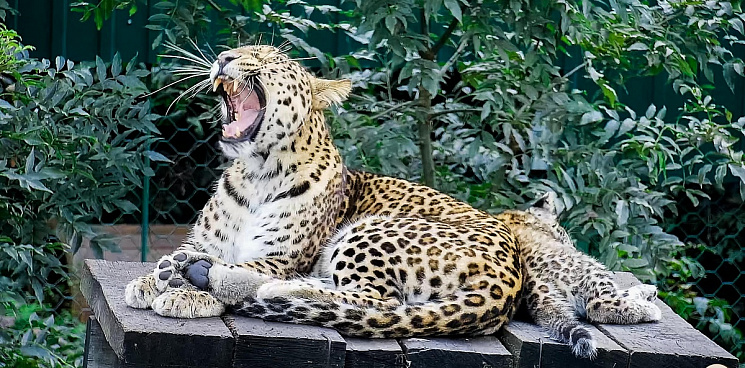 Центр восстановления леопардов в Сочи откроют для посещения туристов