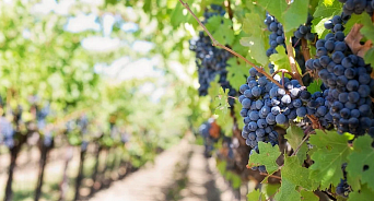 На Кубани появилась земля только для выращивания винограда