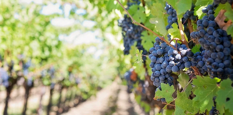На Кубани появилась земля только для выращивания винограда