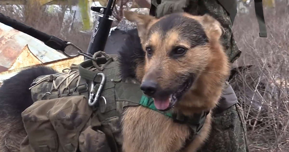 «Ты самый лучший пес в мире!» Пушистого бойца русской армии наградили именной медалью 