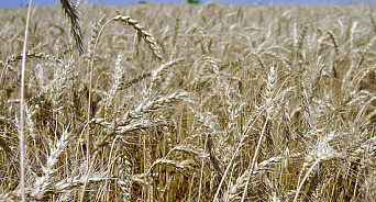 ВСУ сжигают урожай на пшеничных полях в Ростовской области?