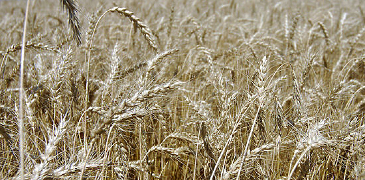 ВСУ сжигают урожай на пшеничных полях в Ростовской области?