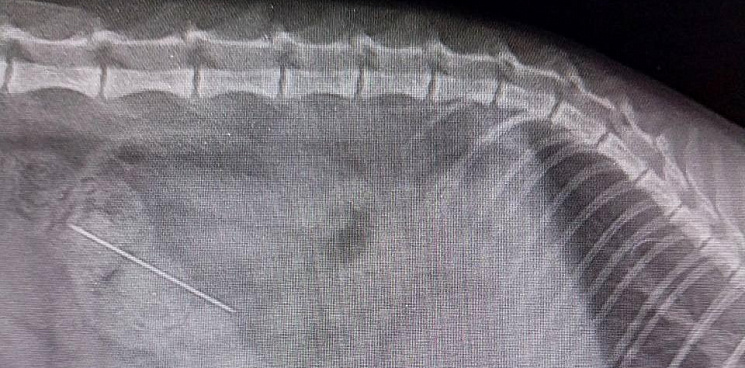 «Еле спасли пушистика»: на Кубани врачи вытащили из кишечника котёнка иголку с ниткой 