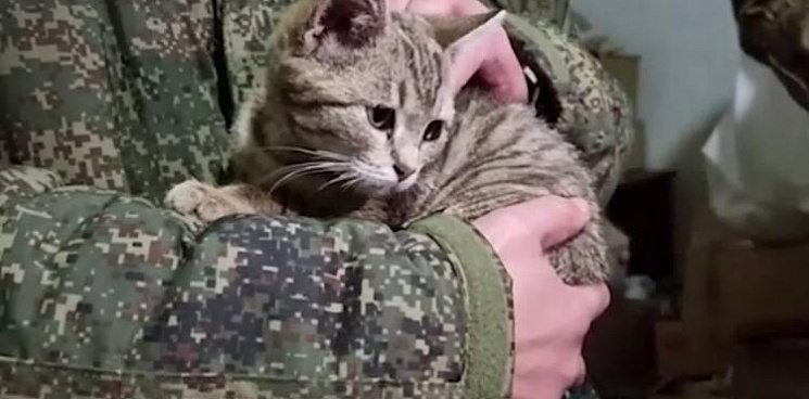 «Боня поёт для бойцов на передовой»: в зоне СВО кубанским военным снимает стресс фронтовая кошка