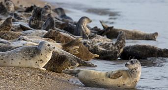 В Дагестане продолжают гибнуть краснокнижные тюлени, эксперты прорабатывают разные версии падежа животных 