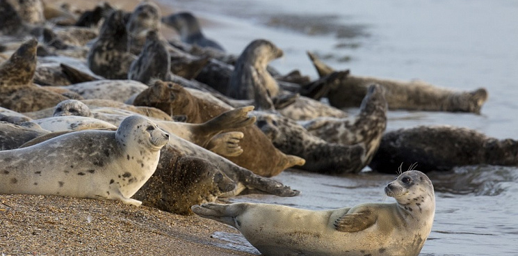 В Дагестане продолжают гибнуть краснокнижные тюлени, эксперты прорабатывают разные версии падежа животных 