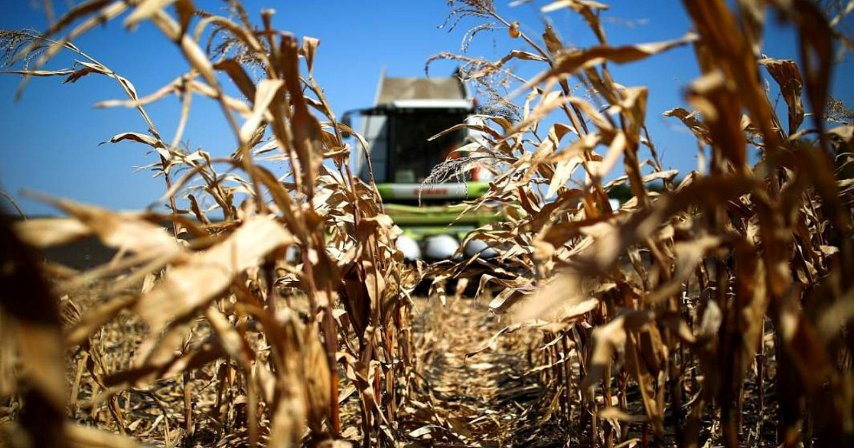 Производство кукурузного крахмала выросло на 31,7% в первом квартале 2025 года на Кубани 
