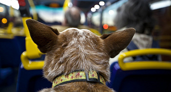 В Краснодаре лабрадор катается на трамваях «зайцем»