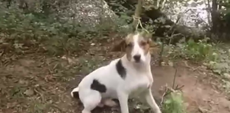 «И это люди?» В Краснодарском крае хозяин привязал беззащитную собаку к дереву и уехал в неизвестном направлении - ВИДЕО