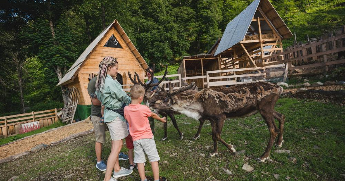 В Сочи закрылись «Хаски парк» и «Оленья ферма». Что будет с животными?