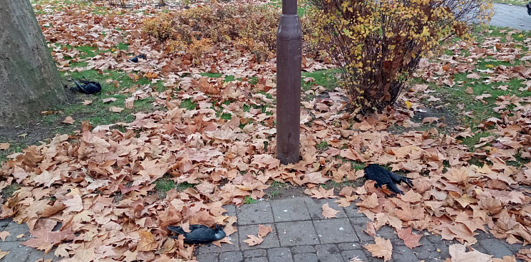 Массовый падеж птиц в Краснодаре напугал жителей города – ВИДЕО