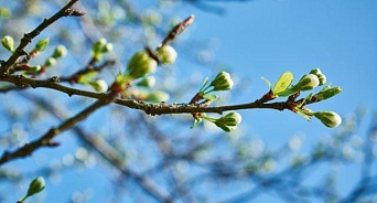 На Кубани солнечно и тепло: прогноз погоды на 31 марта