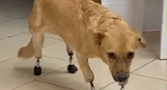 Краснодарская дворняга стала первой в России собакой на четырёх протезах