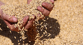 Кубанские аграрии собрали первый миллион тонн пшеницы