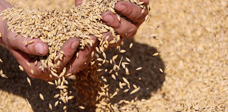 Кубанские аграрии собрали первый миллион тонн пшеницы