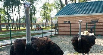 В кубанском парке рассказали о здоровье страусов, которых закидали камнями