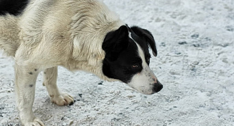 В Сочи прохожие спасли из реки бездомную собаку-ВИДЕО