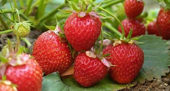 Кубанские фермеры смогут получить компенсации за выращивание ягод в теплице