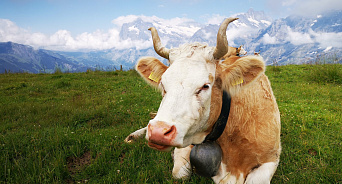 «Шире вымя!» На Кубани займутся геномной селекцией молочных коров