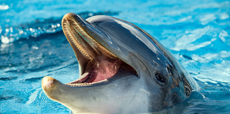 Ученые поняли, почему киты и дельфины выбрасываются на берег
