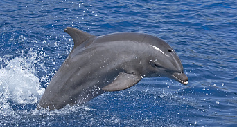 Мертвого дельфина выбросило на набережную в Сочи после шторма