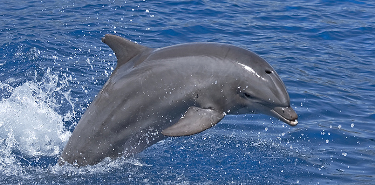 Мертвого дельфина выбросило на набережную в Сочи после шторма
