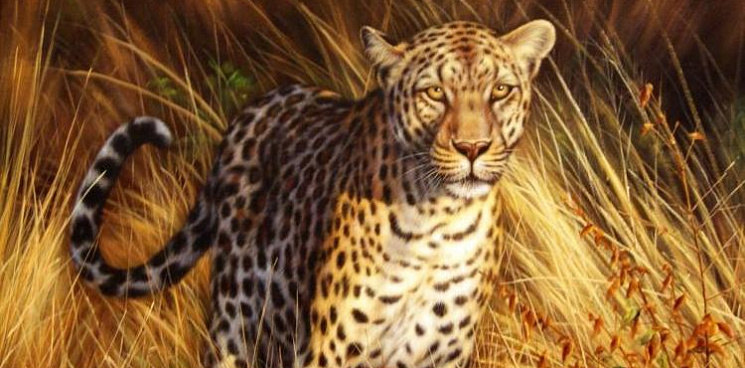 Сочинские леопарды Хоста, Лео и Лаура успешно адаптировались в Северной Осетии - ВИДЕО