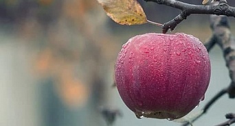 Россельхознадзор закрыл глаза на отравленные пестицидами яблоки из Молдовы