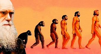  «Нужна теория инволюции»: 30% россиян хотят исключить из школьной программы теорию Дарвина