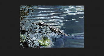 «Ужасы Кубани»: в Краснодарском крае крокодил поселился в речке и держит в страхе Тимашевский район