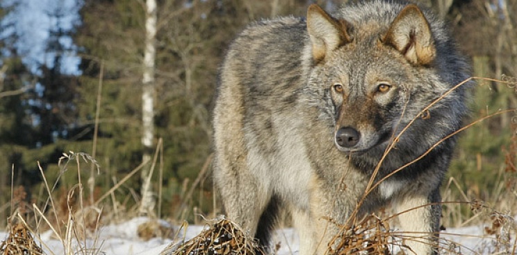 В Ростовском заповеднике оголодавшие волки напали на домашний скот