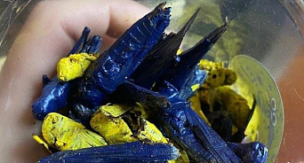 «Патриотично поедаем насекомых!» На Украине продают «десерт» в виде саранчи, окрашенной в жёлто-синие цвета - ВИДЕО
