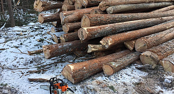 Двое жителей Кубани заплатят 25 миллионов рублей за вырубку деревьев
