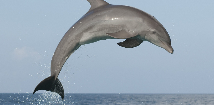 На Кубани спасли застрявшего на мели дельфина