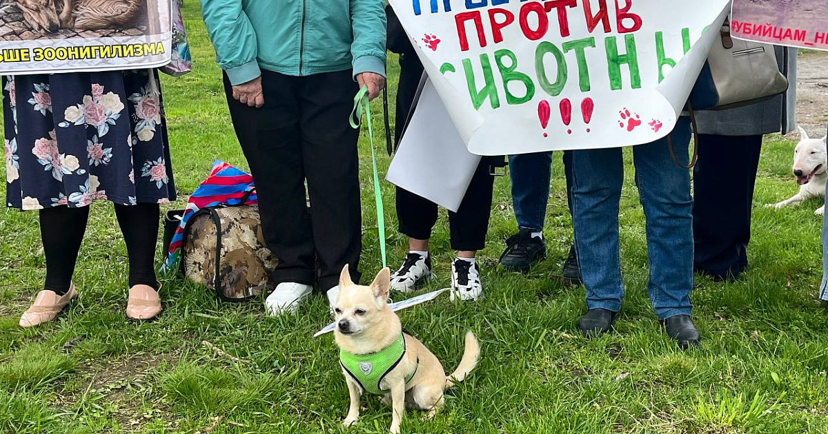 Депутат ГД Гусев назвал опыт Кубани в борьбе с бездомными животными успешным