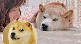 Собака из всемирно известного мема Doge серьёзно заболела и может умереть 