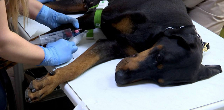 «В Краснодаре появились пушистые доноры»: в ветклинике формируют базу собак-доноров, которые могут сдать кровь для нуждающихся собратьев – ВИДЕО