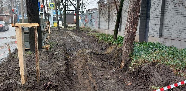 «Легко отделается?» В Краснодаре подрядчику, который повредил деревья, «сделают замечание»