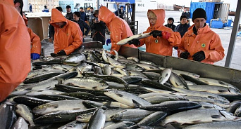 Структура экс-губернатора Кубани займётся добычей красной рыбы на Камчатке