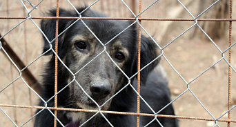 В Ялте единственный приют для бездомных собак не получает воду больше десяти лет – ВИДЕО