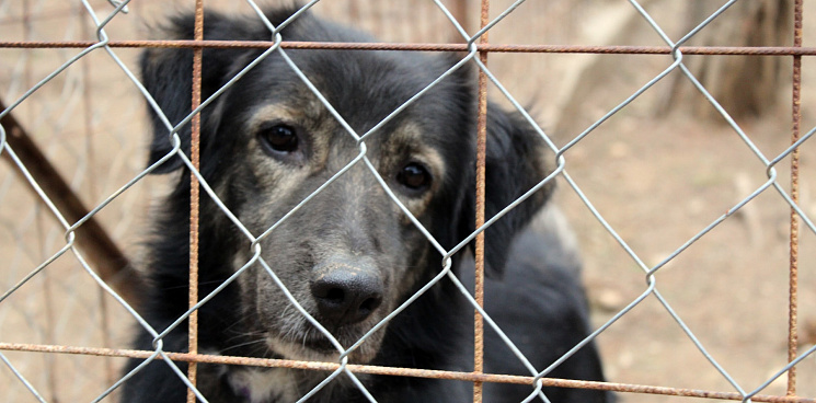 В Ялте единственный приют для бездомных собак не получает воду больше десяти лет – ВИДЕО